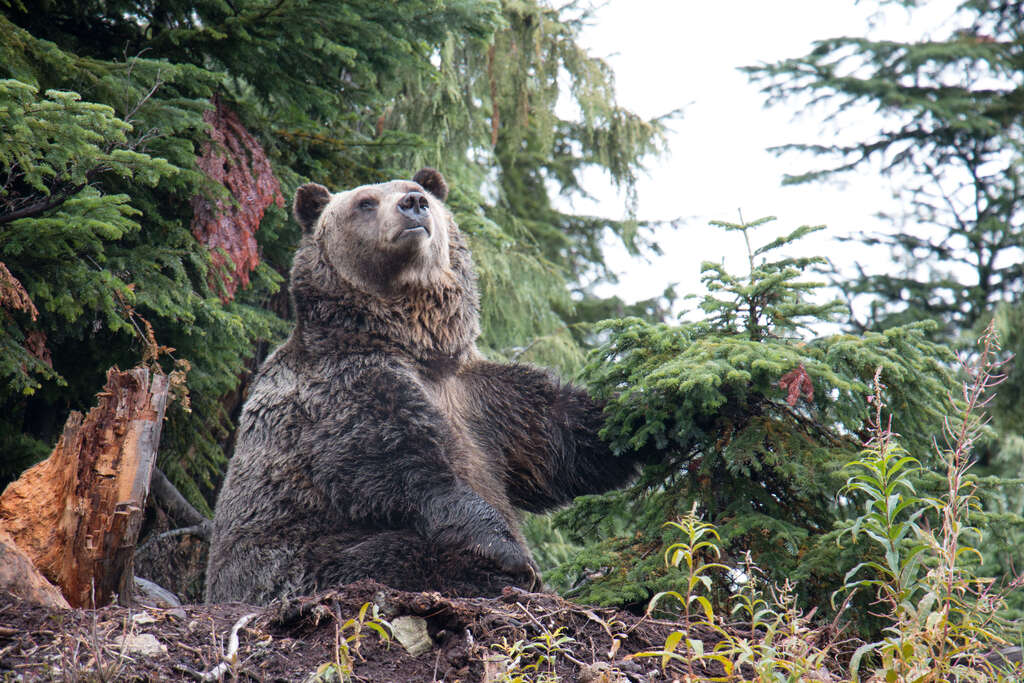 Grouse Mountain