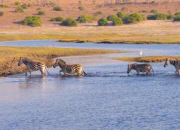 Safari privé au Botswana et Chutes Victoria