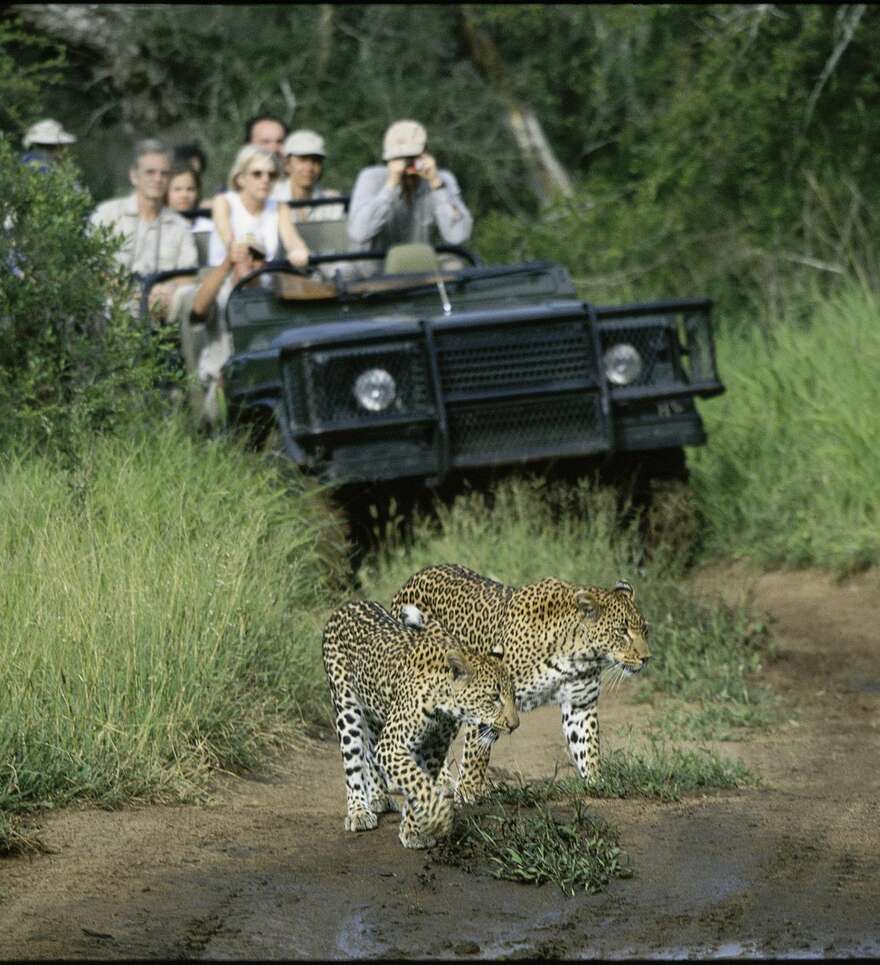 Circuit accompagné et privé dans le Parc Kruger en Afrique du Sud