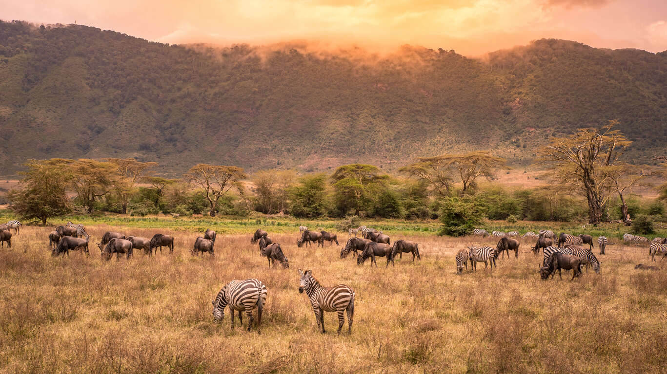 safari au kenya ou tanzanie