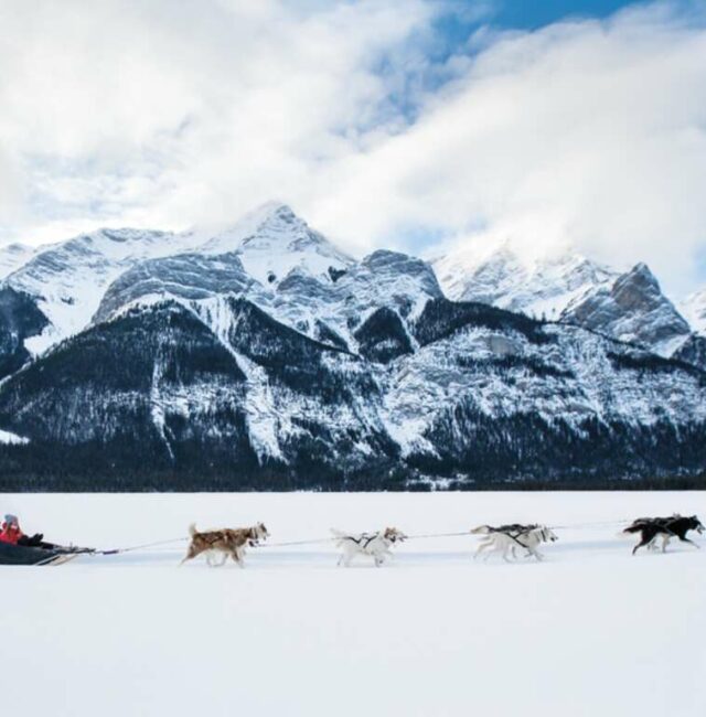 Voyage en chien de traineaux 