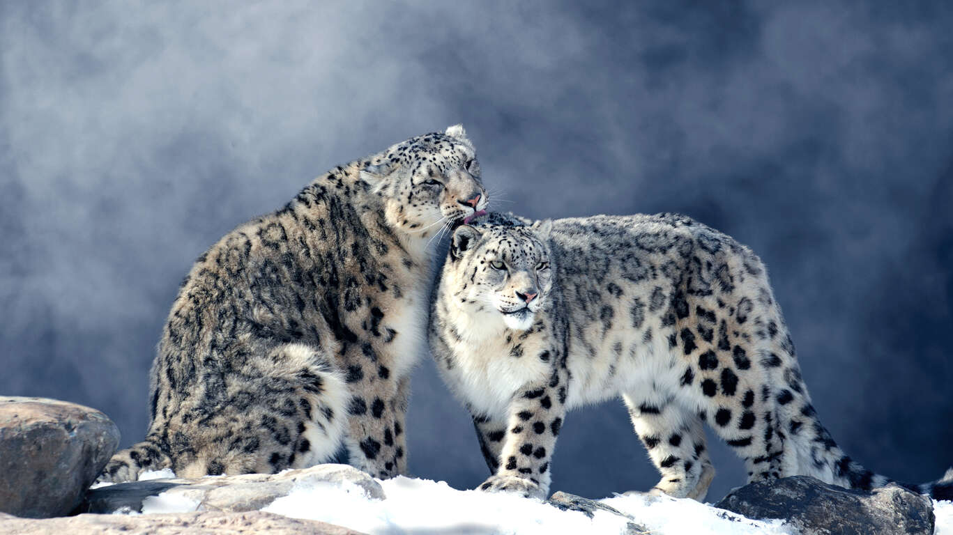 À la recherche du léopard des neiges