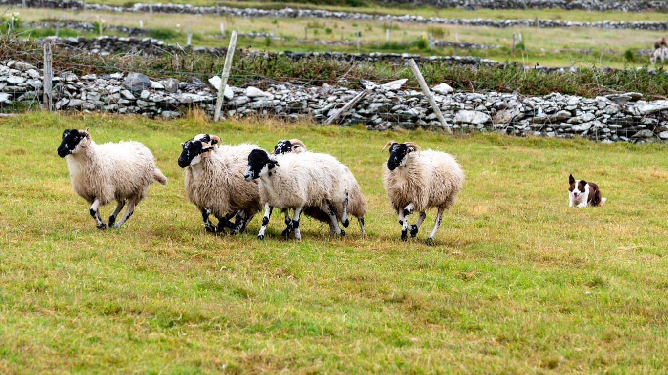 Le grand tour de l’Irlande