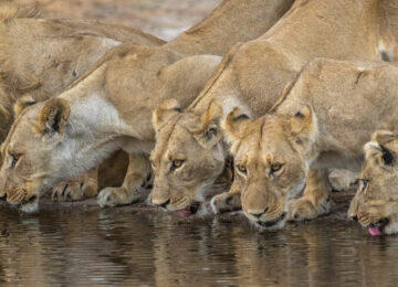 L’Afrique du Sud, les Chutes Victoria et le Botswana en petit groupe