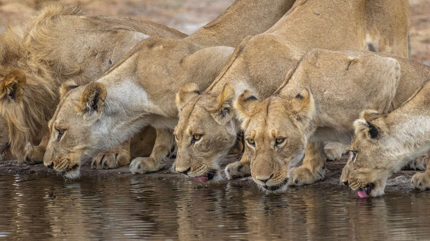 L'Afrique du Sud, les Chutes Victoria et le Botswana en petit groupe