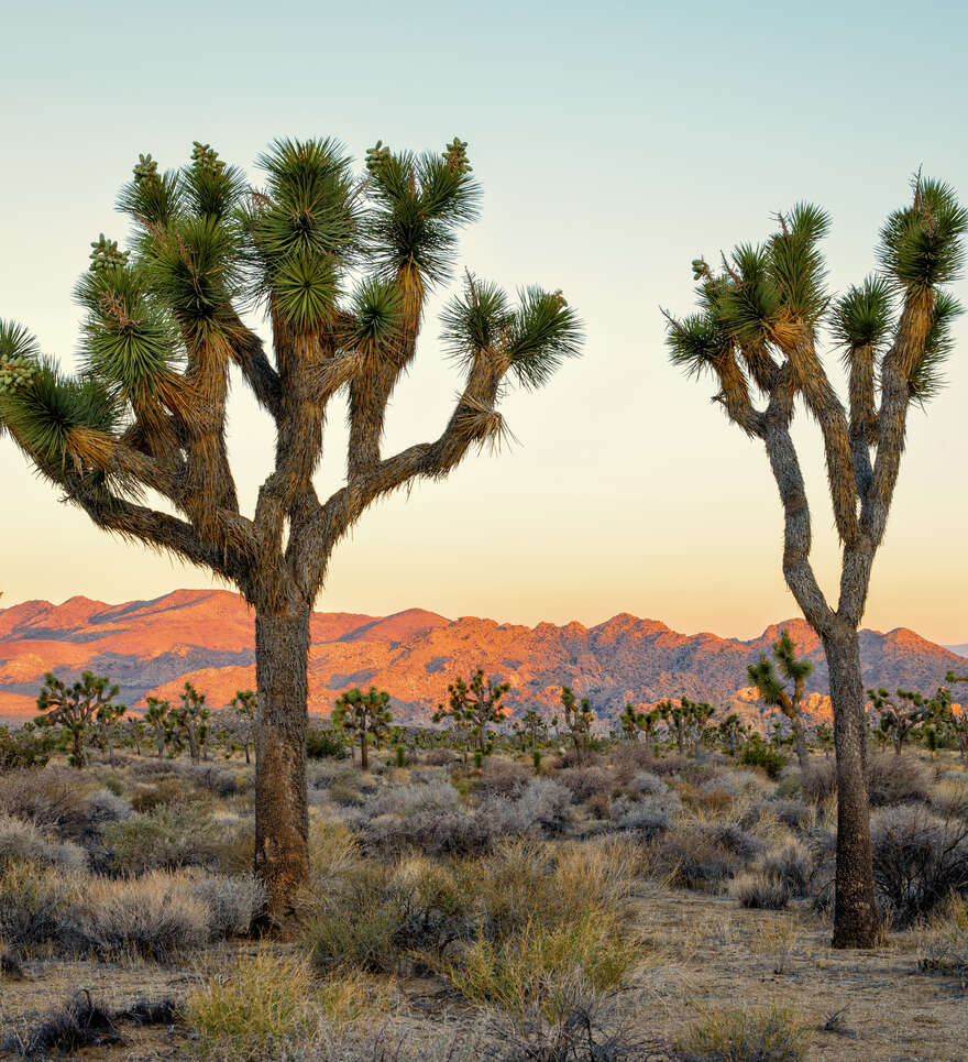 Le pays des merveilles de Joshua Tree pour les petits explorateurs