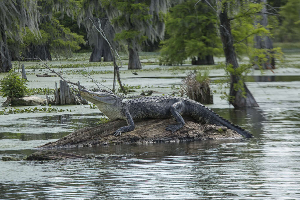 Quand partir en Louisiane ? 