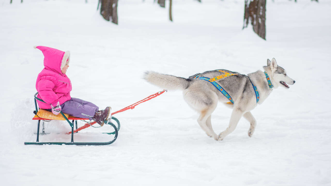 Où faire du chien de traineau au Québec ?