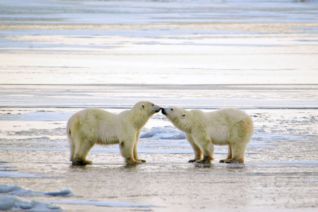 animaux canada