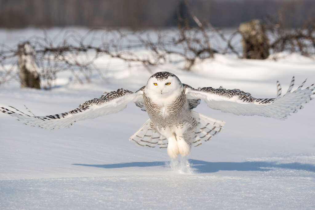 animaux canada