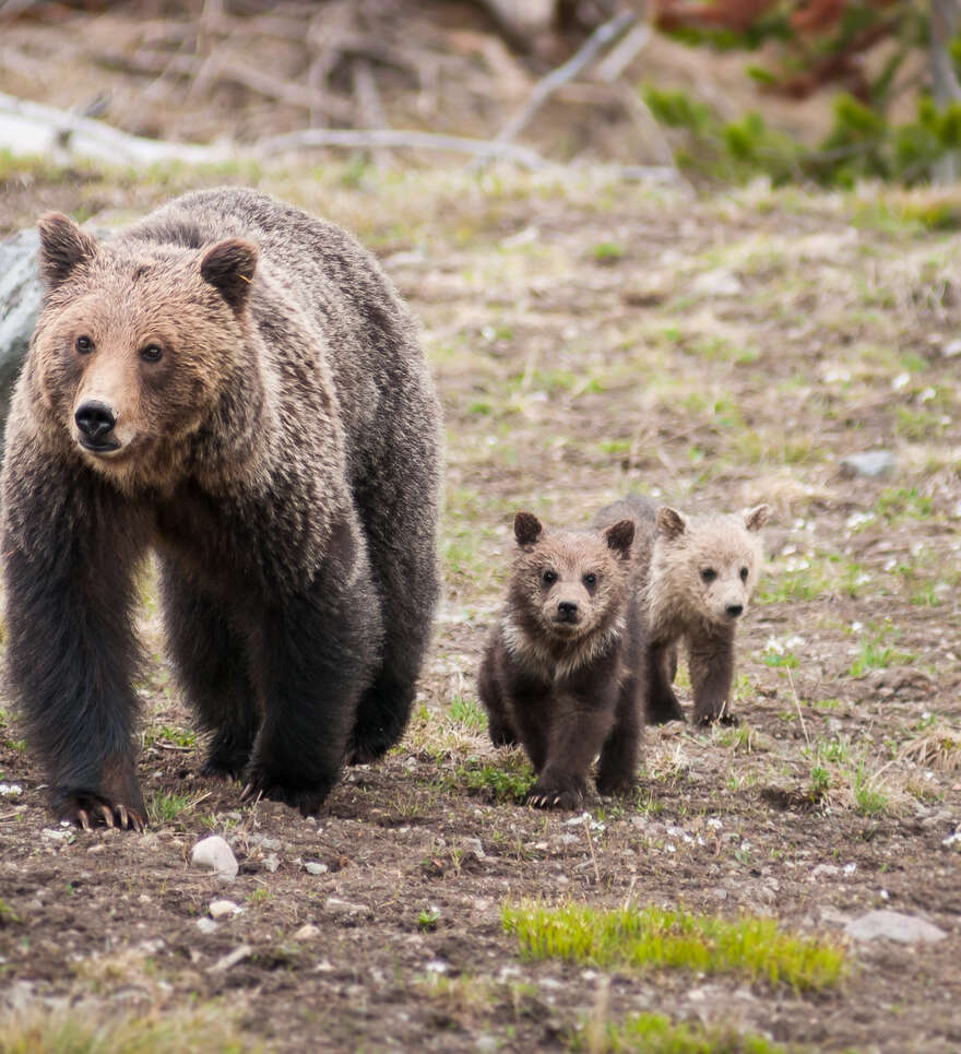 Activités et expériences incontournables en nature au Canada