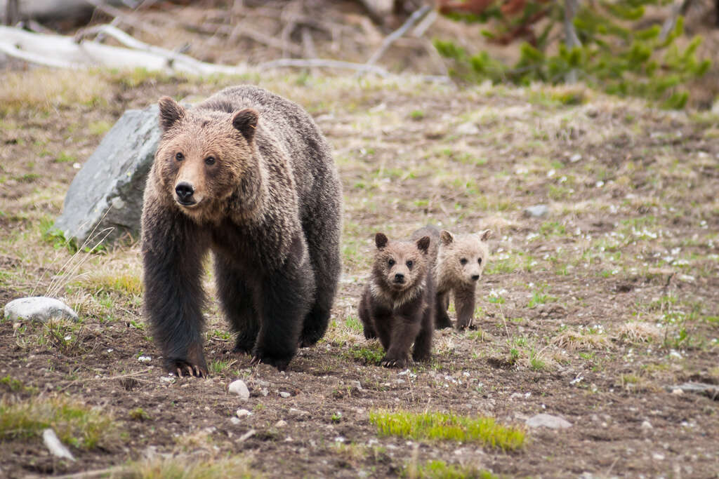 animaux canada