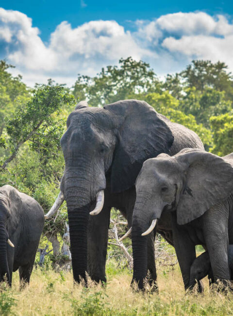 Parc Kruger