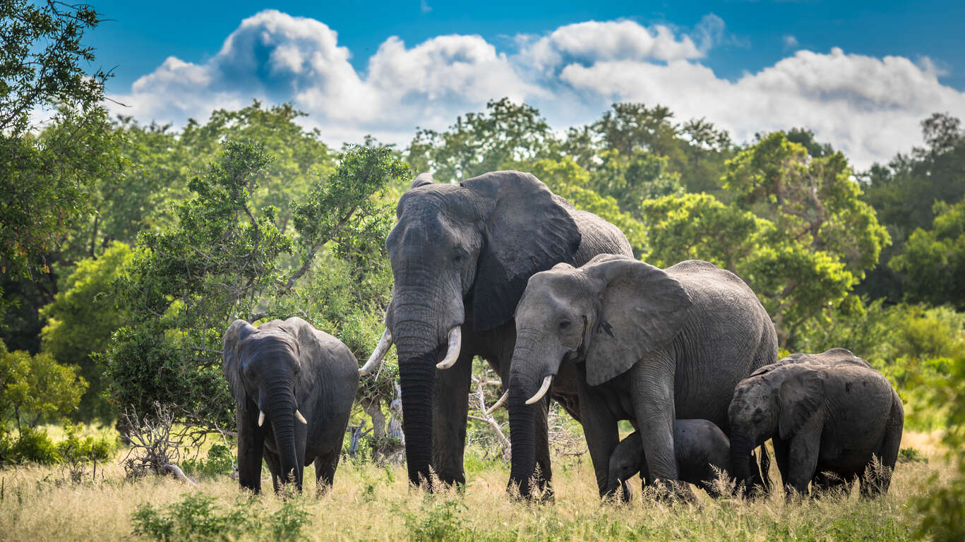 Voyage au Parc Kruger