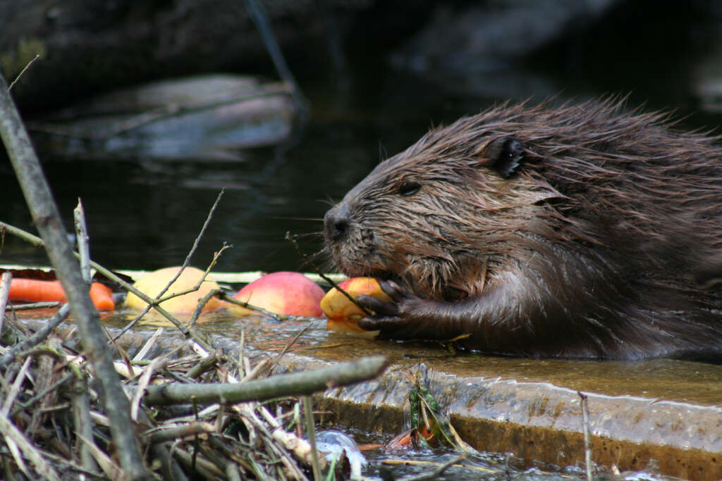 animaux canada