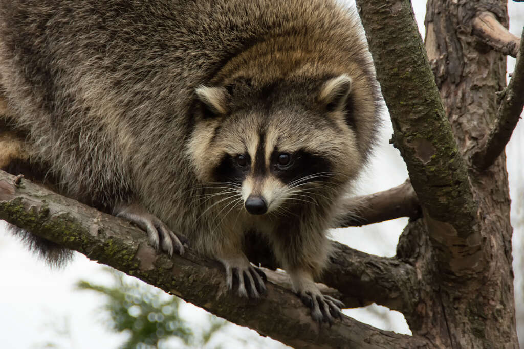 animaux canada