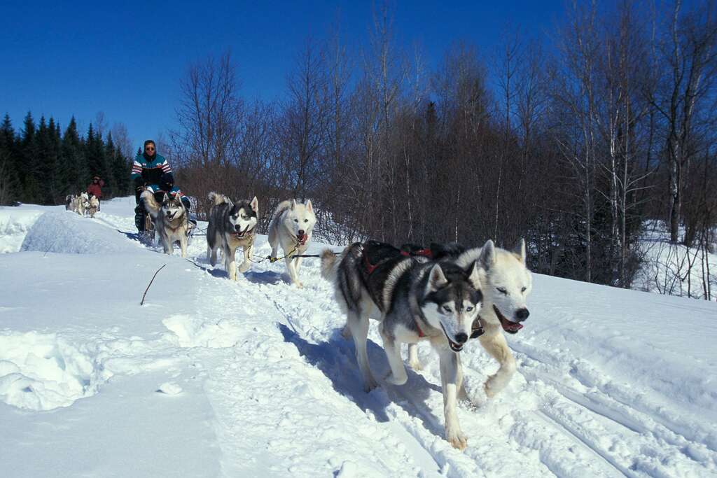 quebec chien de traineau