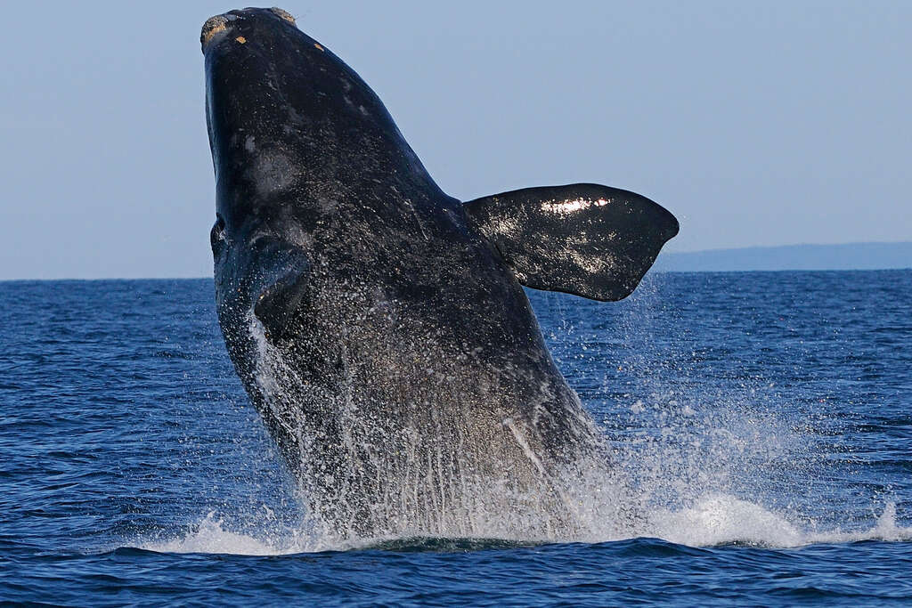 baleine canada