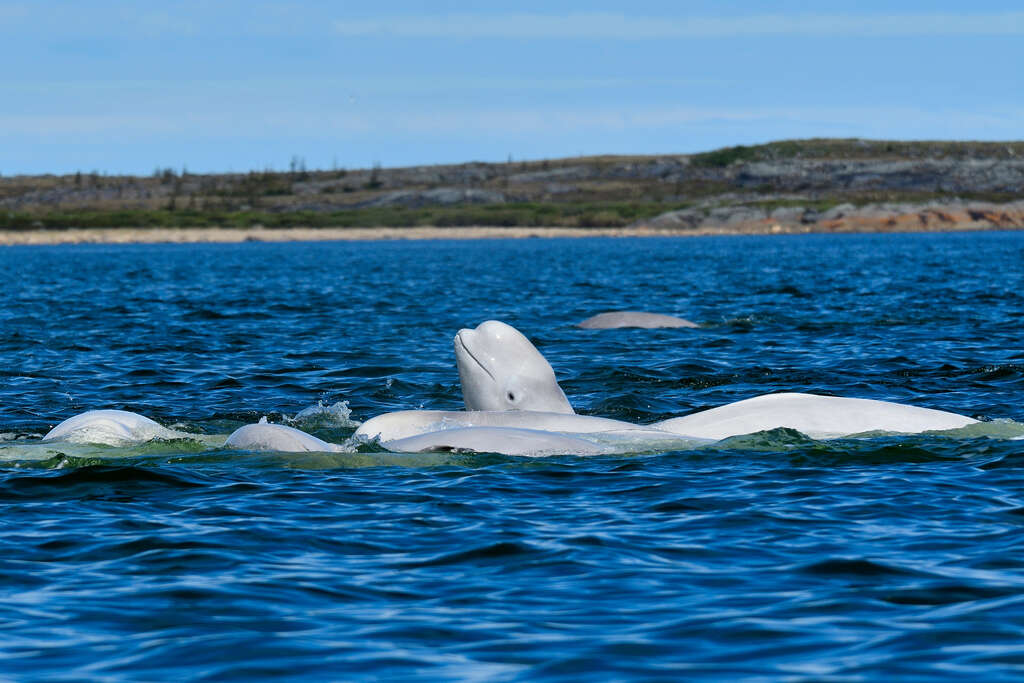 animaux canada