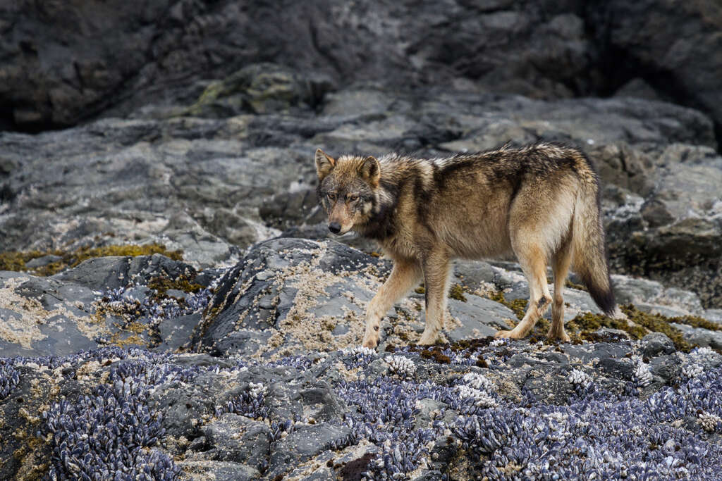 animaux canada