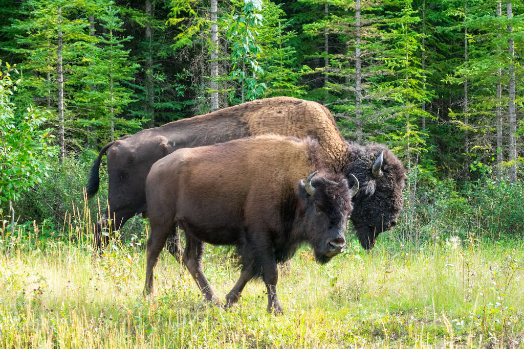 animaux canada