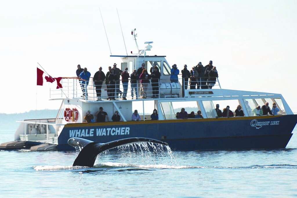 baleine canada