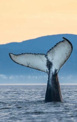 Où et quand voir les baleines au Canada ?