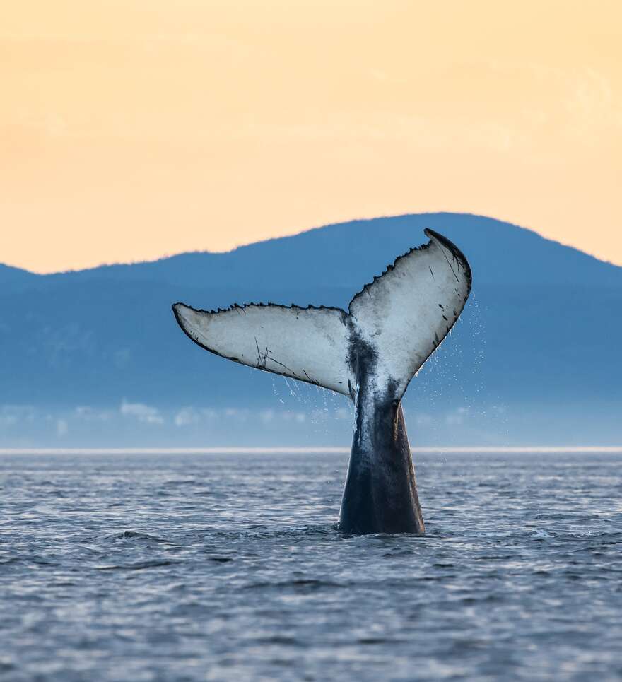 Aventure dans la région de Charlevoix et circuit des baleines 