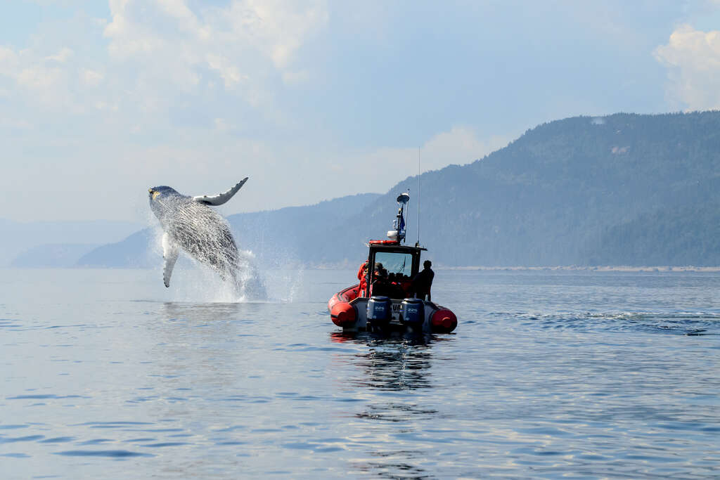 baleine canada