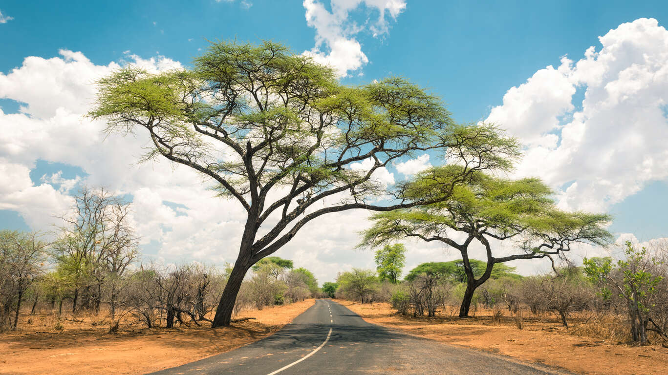 Du Cap au parc national Hwange (Zimbabwe)