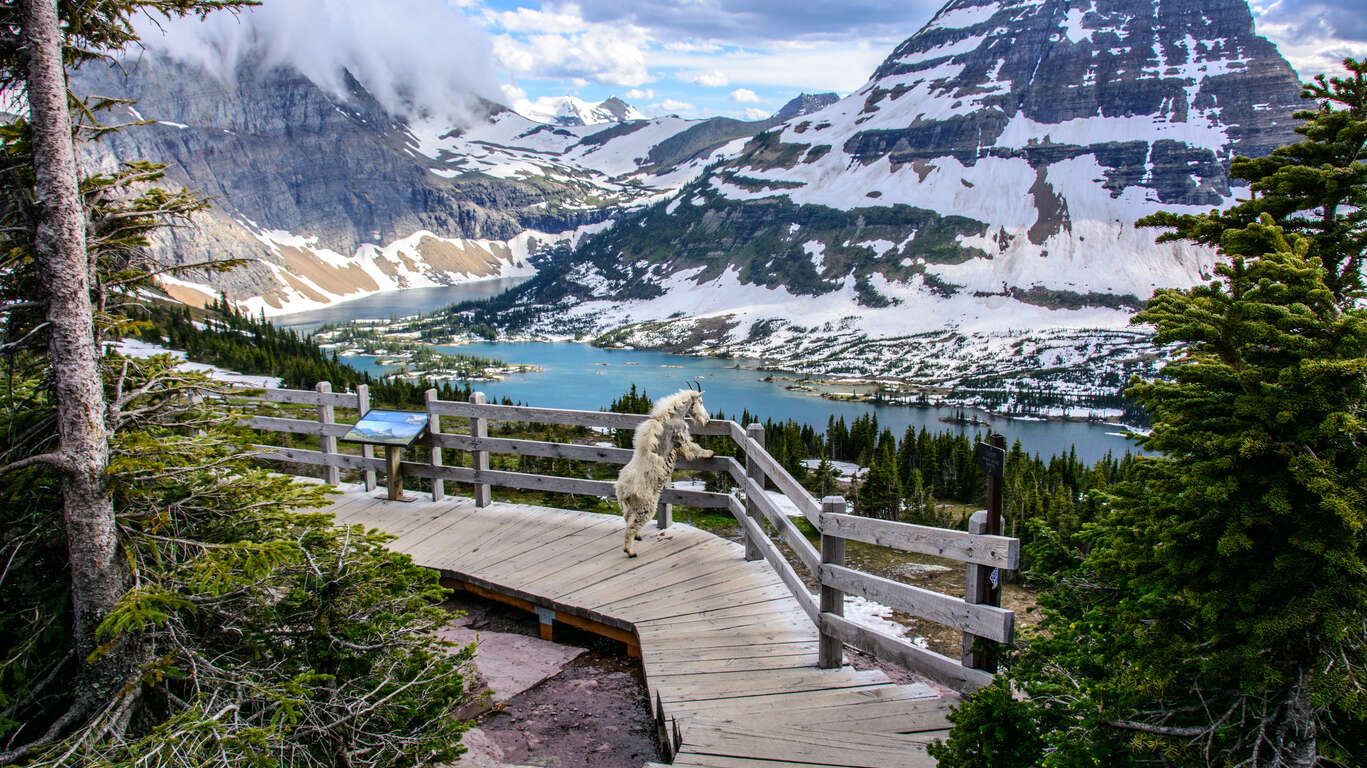 Voyage au Parc national de Parc Glacier