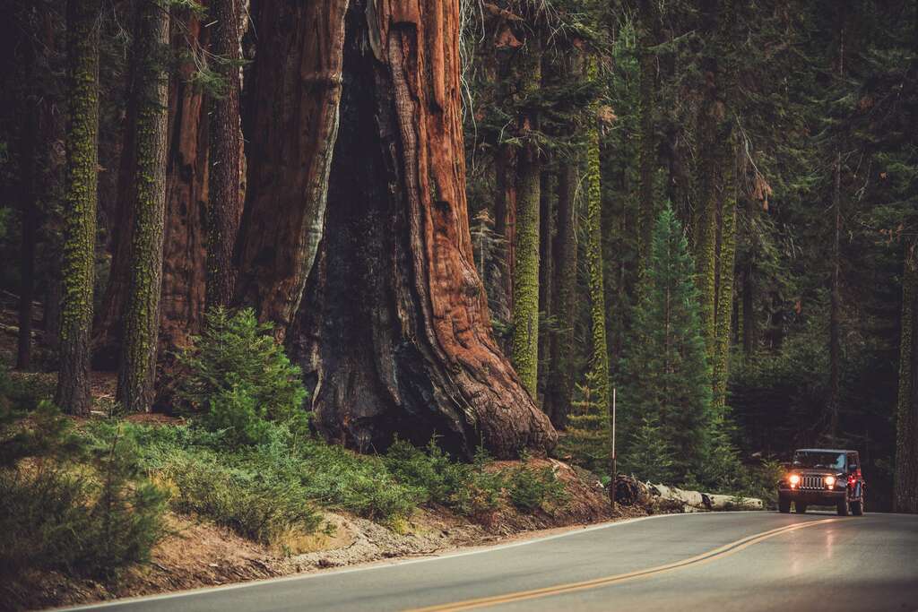 sequoia tree park