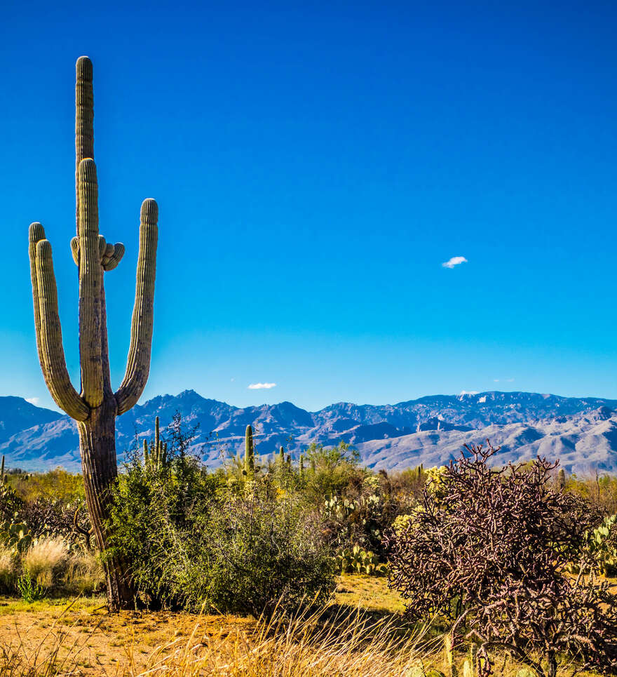 Les incontournables de Tucson