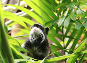 Le Pérou en petit groupe, extension Amazonie