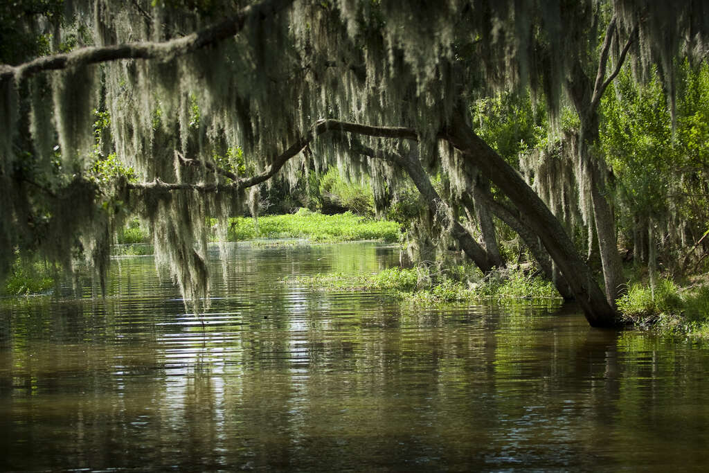 que faire en louisiane