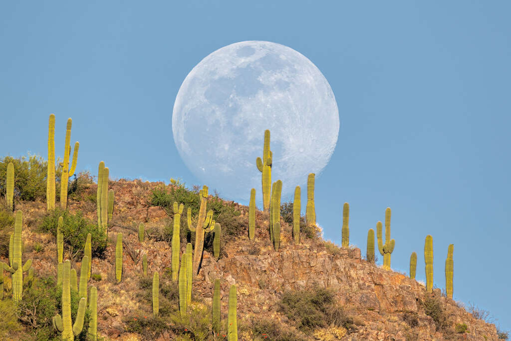 saguaro national park