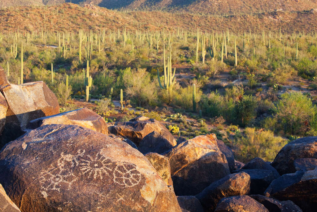 saguaro national park