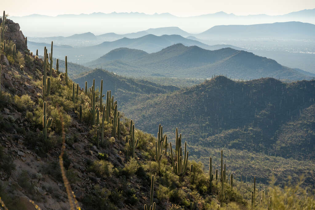 saguaro national park