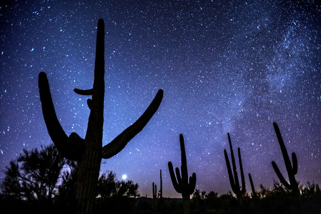 saguaro national park