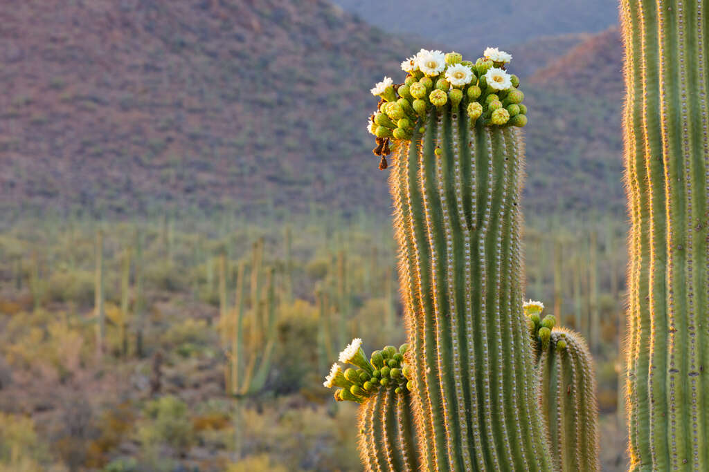 saguaro national park