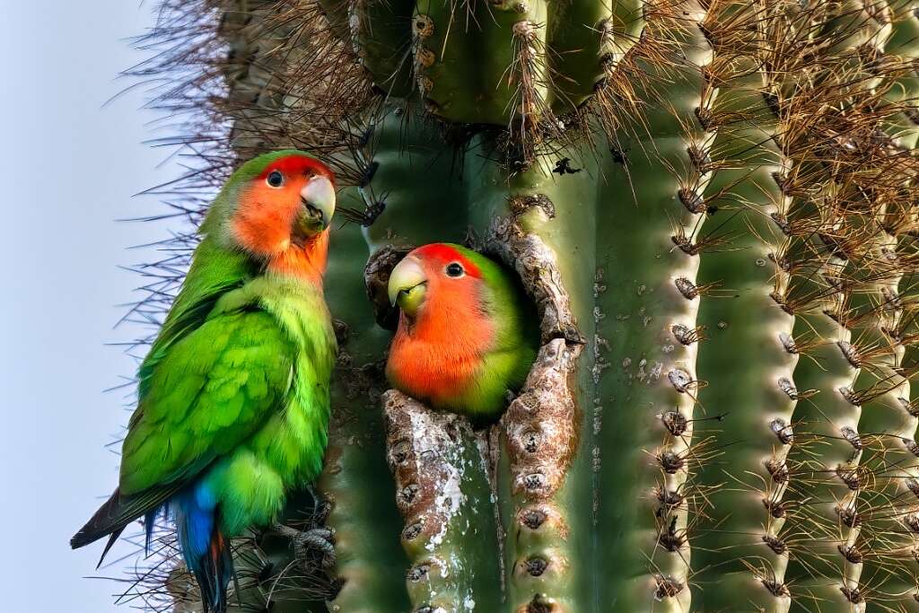 saguaro national park