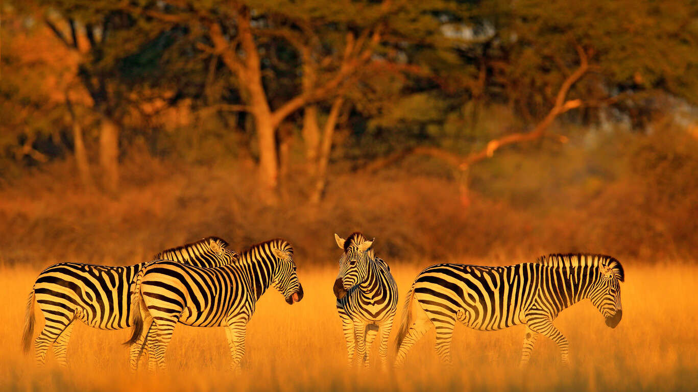 Voyage dans le Parc National de Hwange