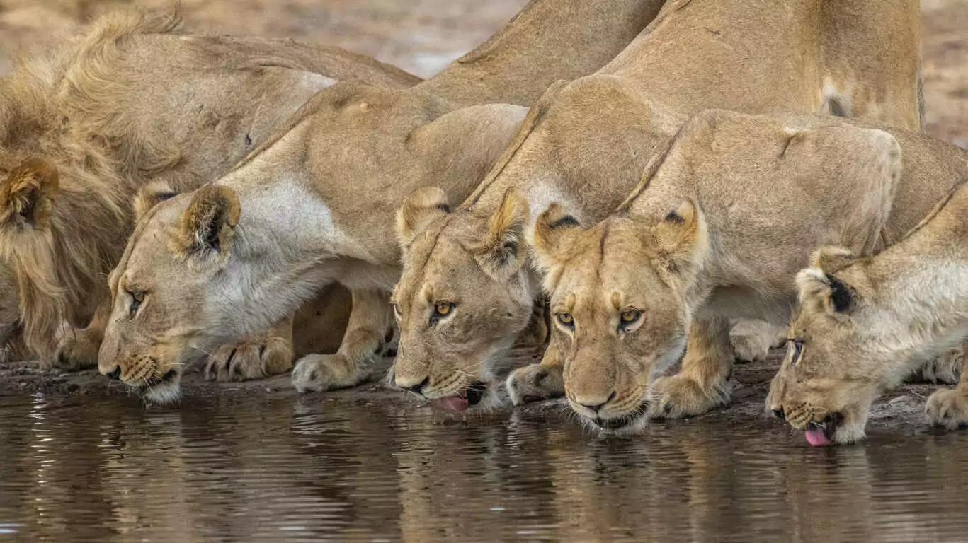 L’Afrique du Sud, les Chutes Victoria et le Botswana en petit groupe