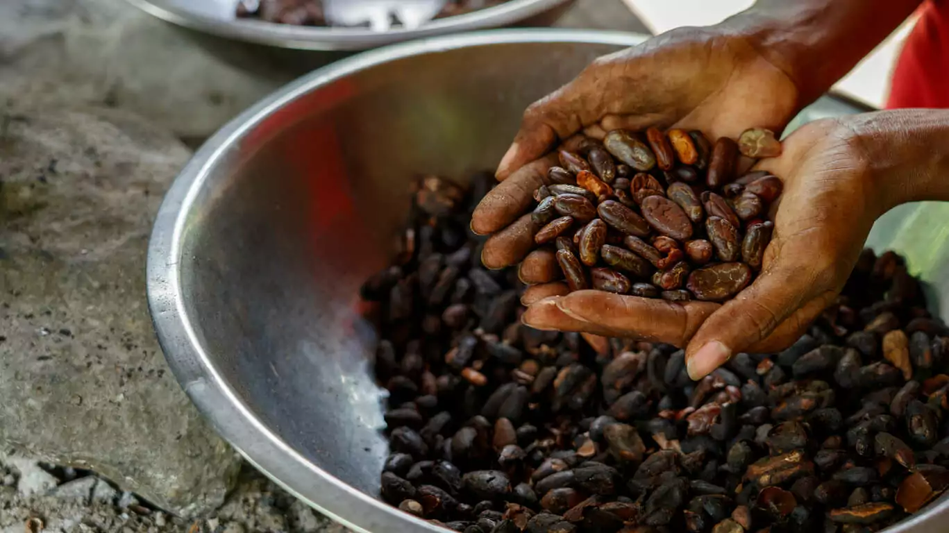 Voyage Sensoriel au Cœur de la République Dominicaine : Rhum, Cigares et Cacao