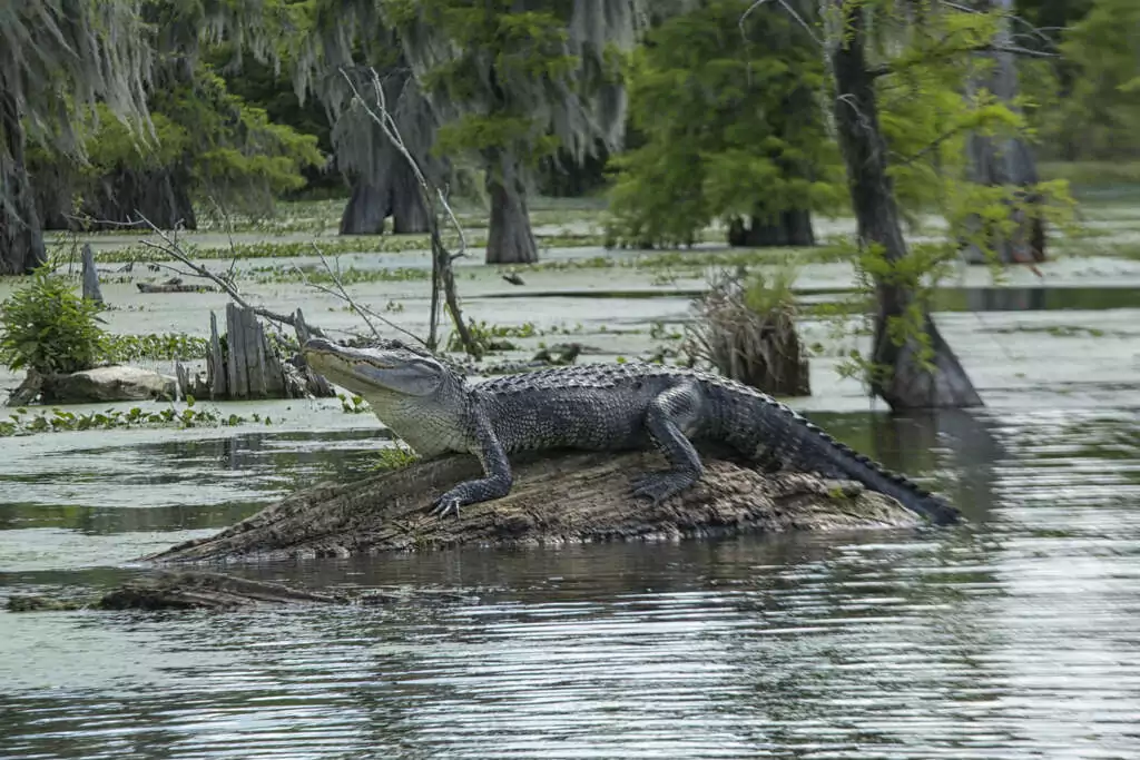 Quand partir en Louisiane ? 