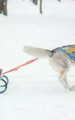 Où faire du chien de traineau au Québec ?