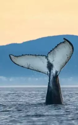 Où et quand voir les baleines au Canada ?