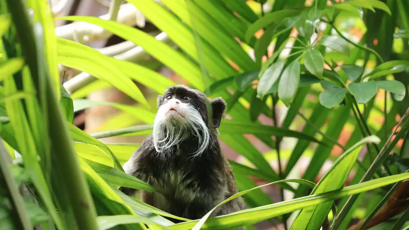 Le Pérou en petit groupe, extension Amazonie